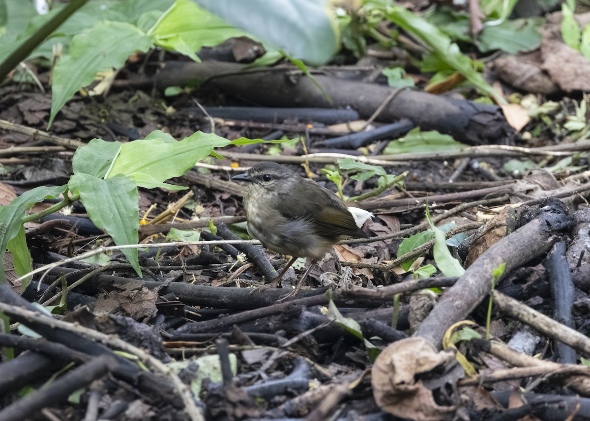 Buff-rumped Warbler - ML641513499