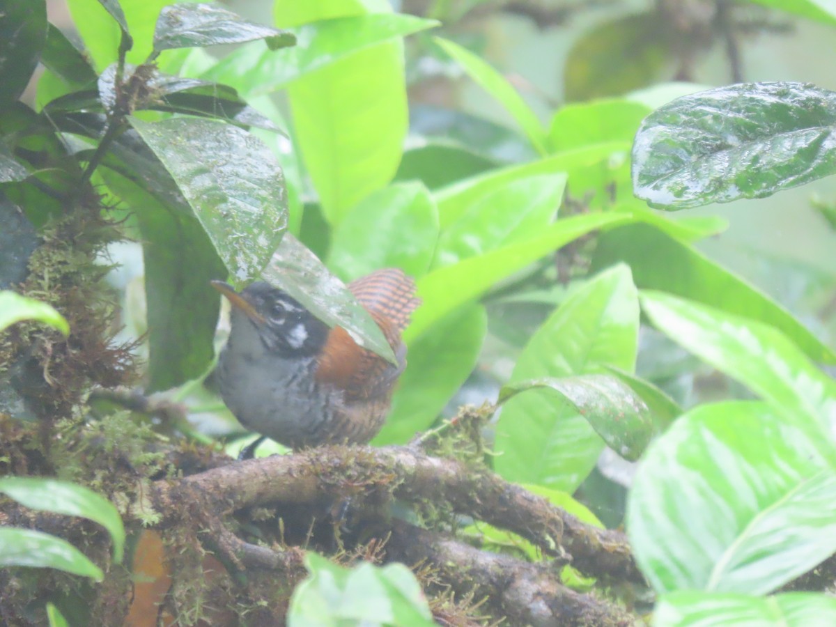 Bay Wren - ML641513506