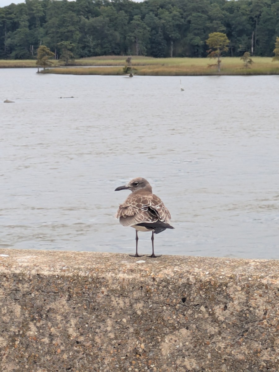 Laughing Gull - ML641513509