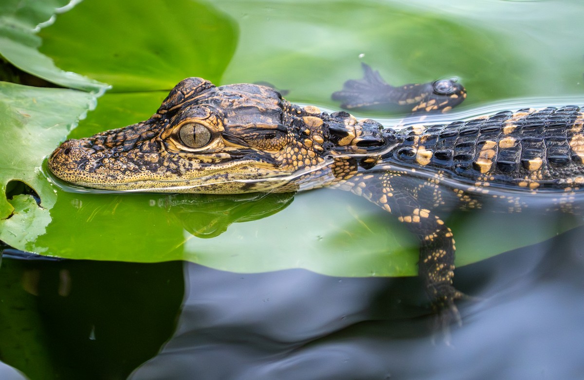American Alligator - ML641513512