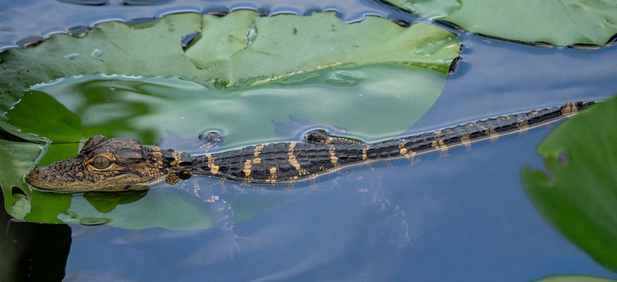 American Alligator - ML641513513
