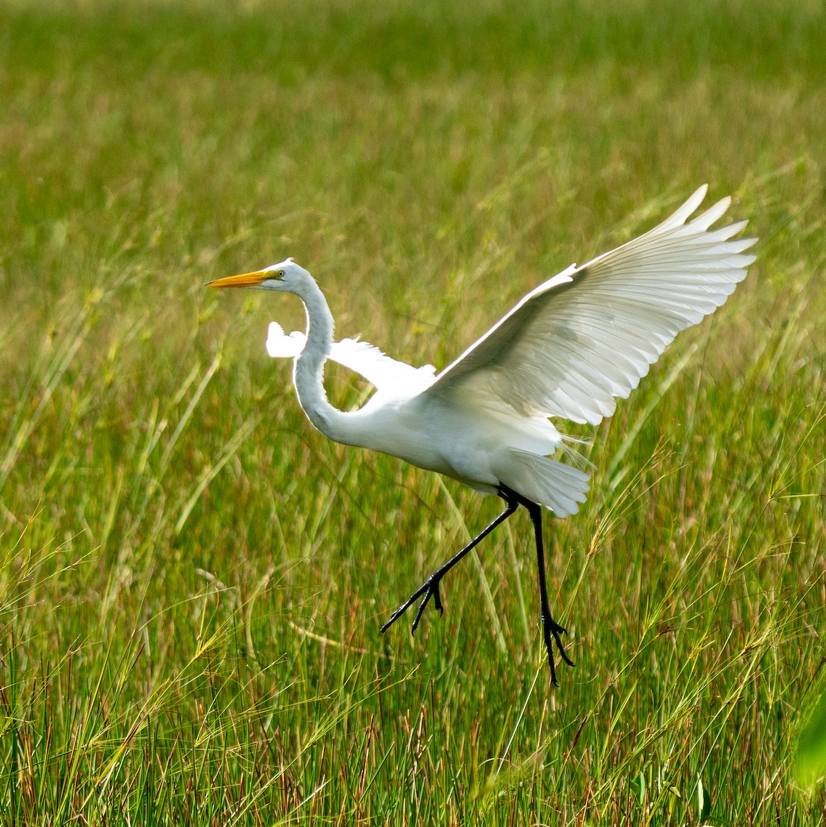 Great Egret - ML641513534