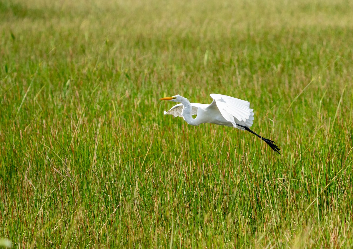 Great Egret - ML641513535