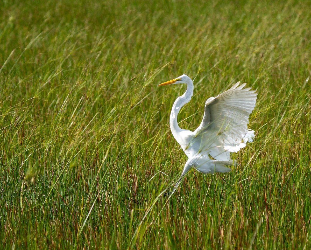 Great Egret - ML641513536