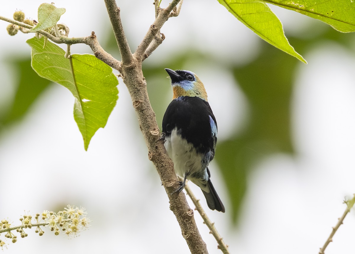 Golden-hooded Tanager - ML641513598