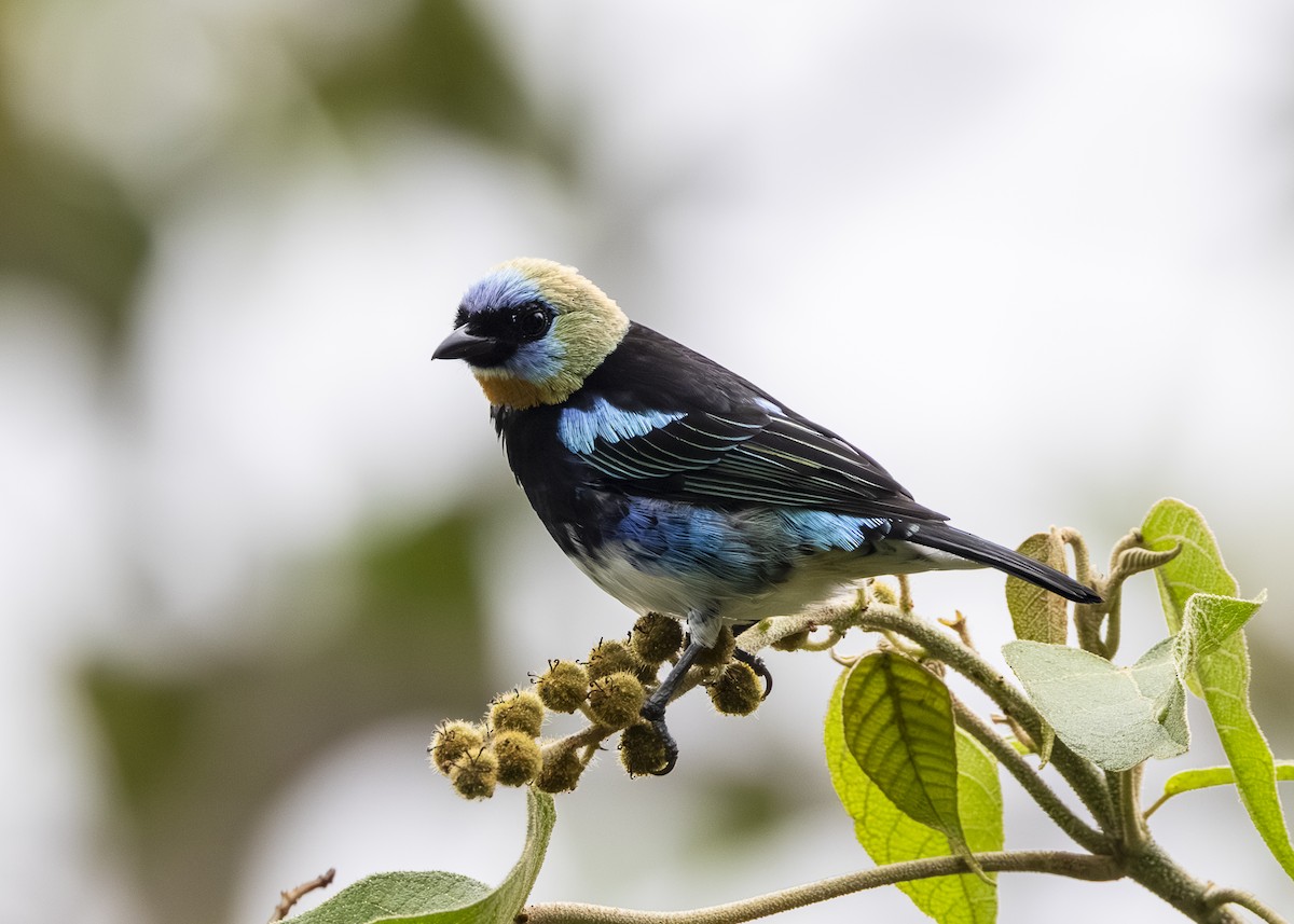 Golden-hooded Tanager - ML641513599