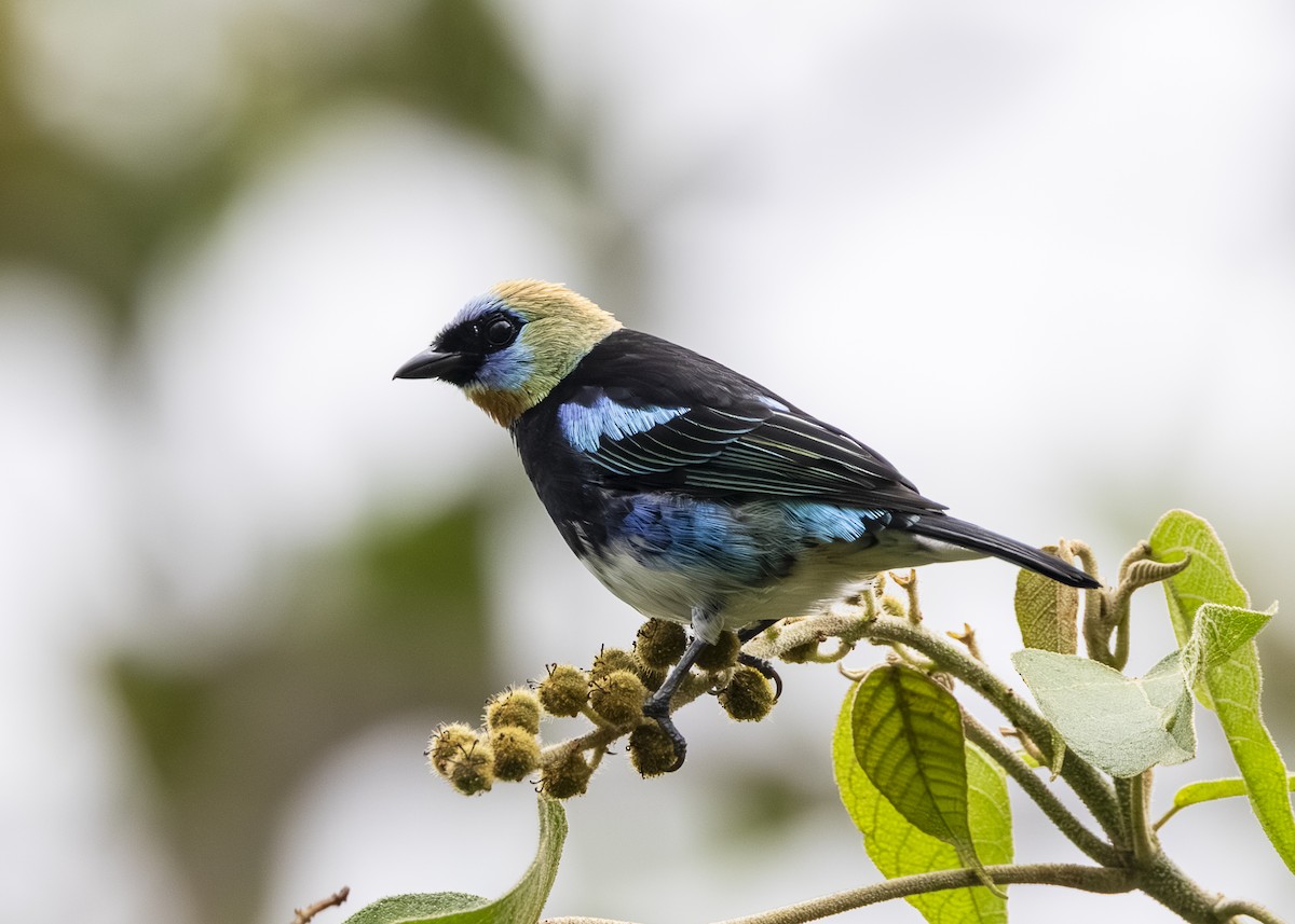 Golden-hooded Tanager - ML641513600