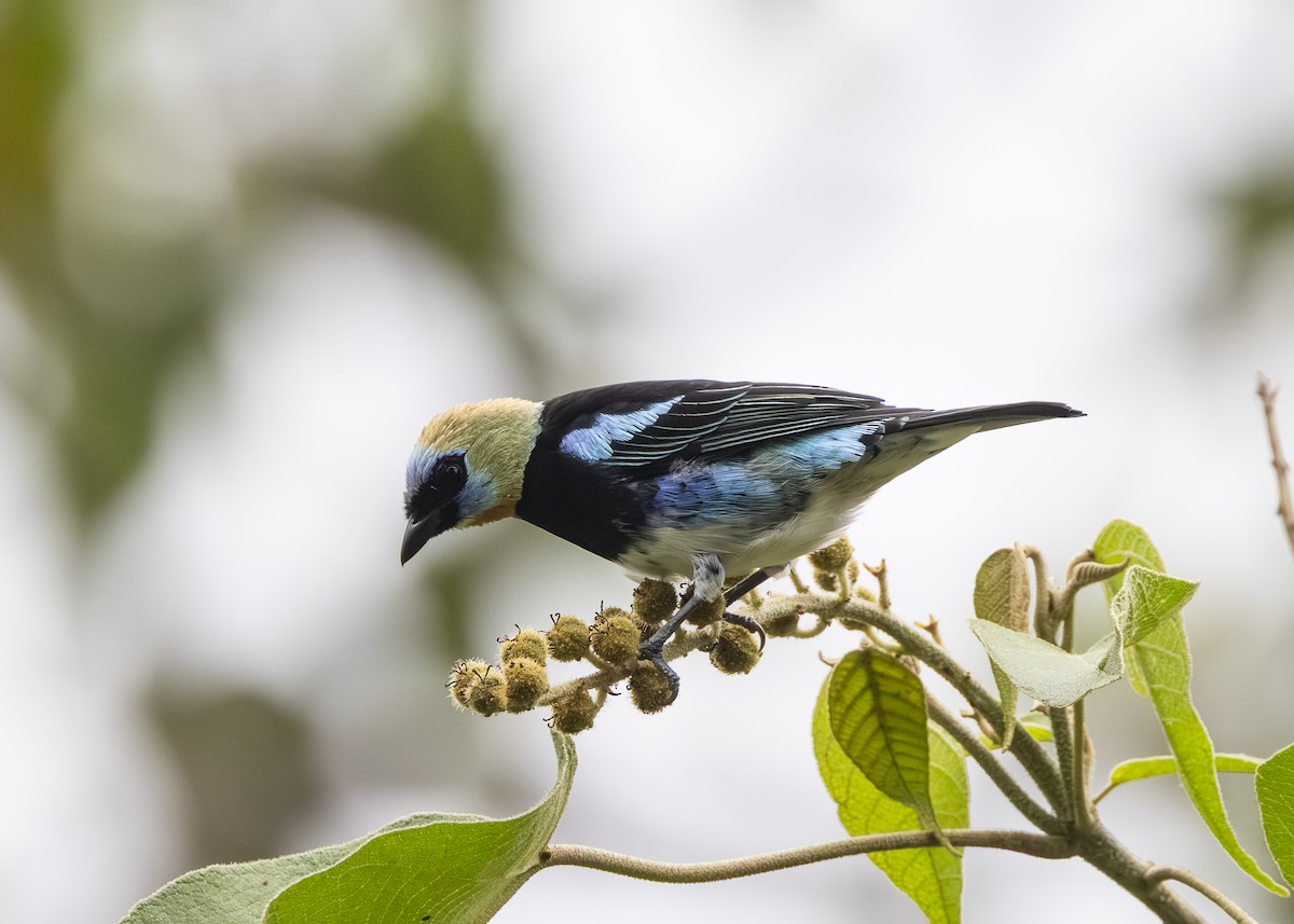 Golden-hooded Tanager - ML641513601