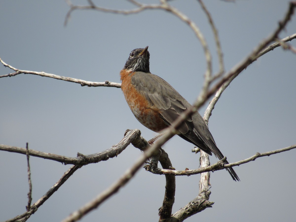American Robin - ML641513607
