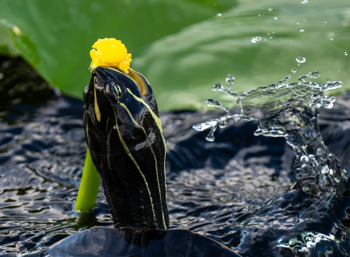 Animals - ML641513609