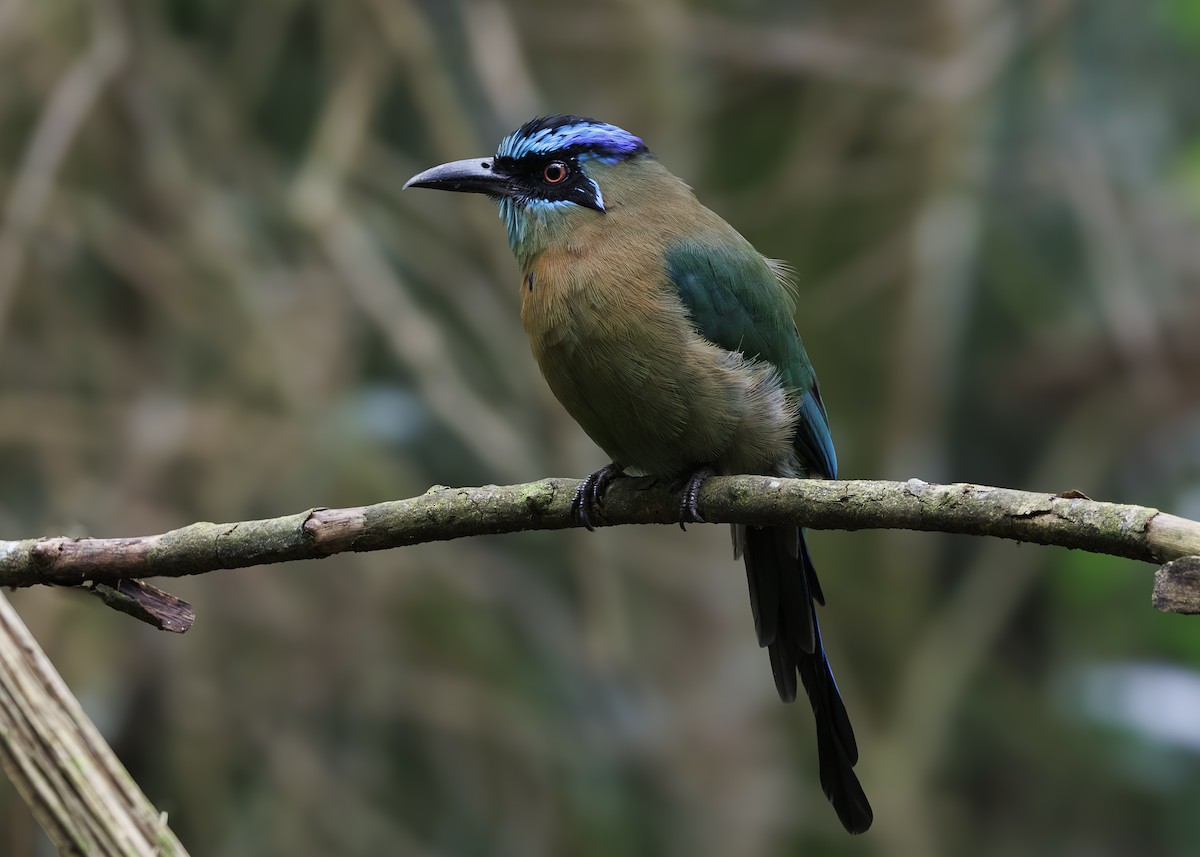 Lesson's Motmot - ML641513622