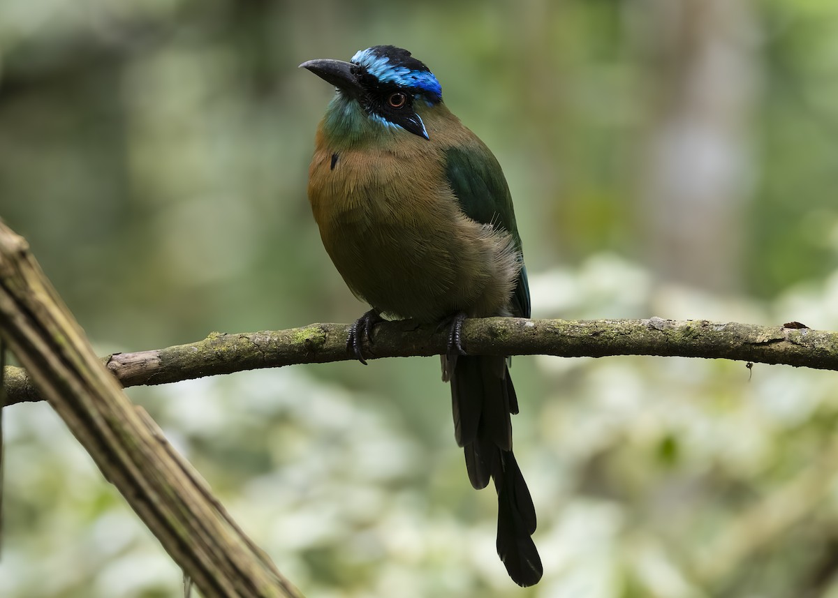 Lesson's Motmot - ML641513623