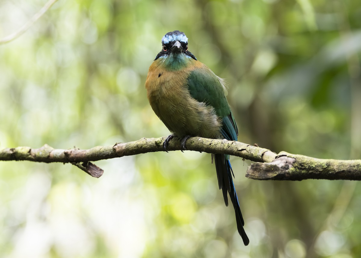 Lesson's Motmot - ML641513626