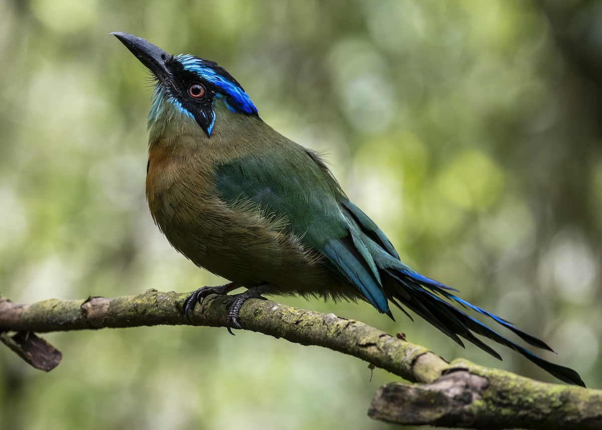 Lesson's Motmot - ML641513627