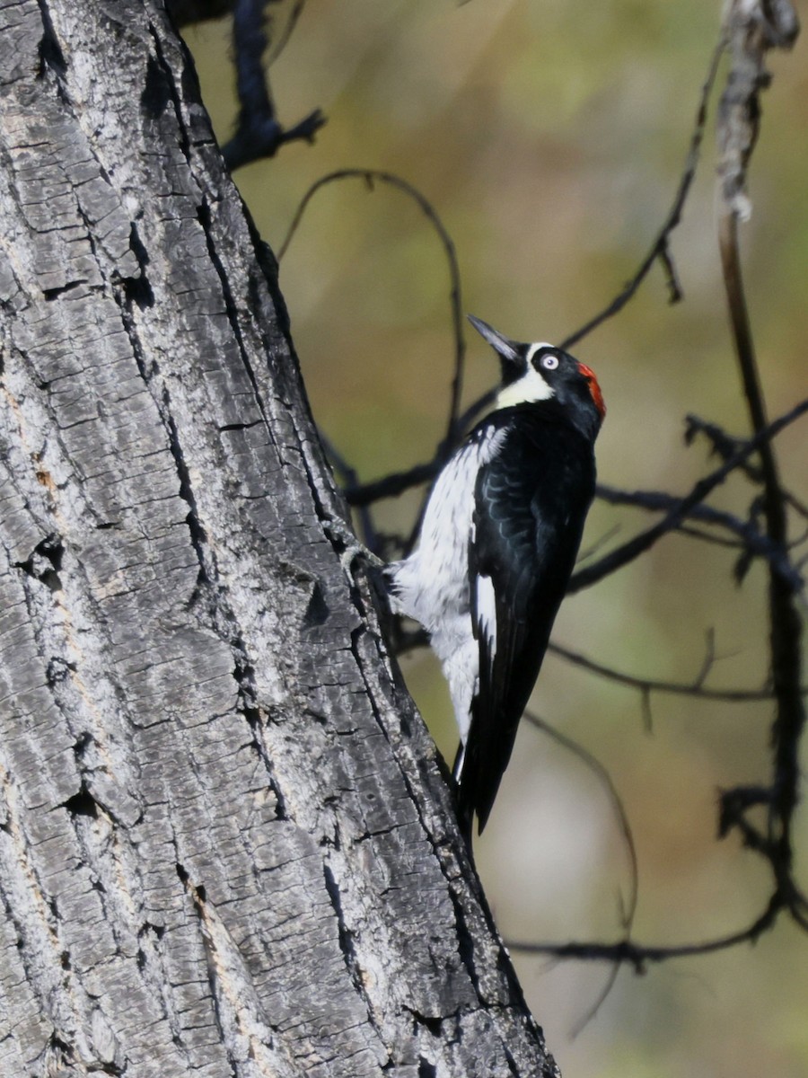 Acorn Woodpecker - ML641513678