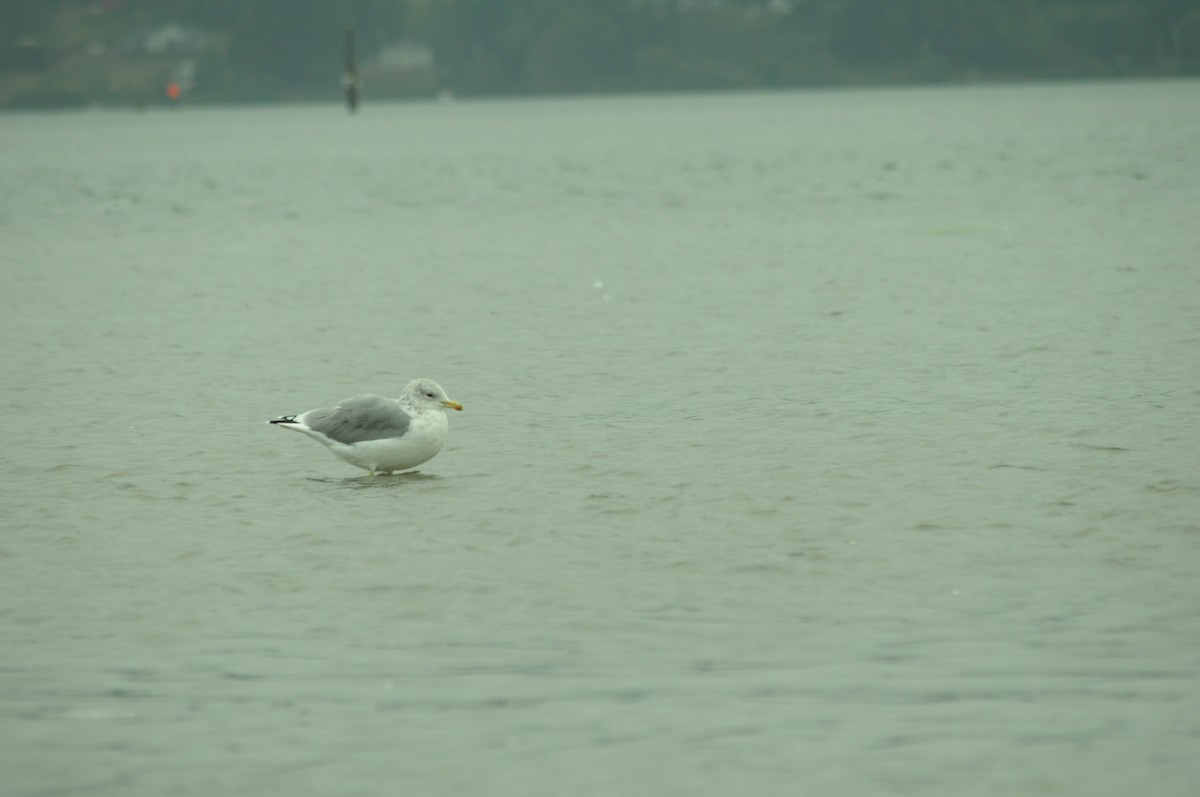 California Gull - ML641513693