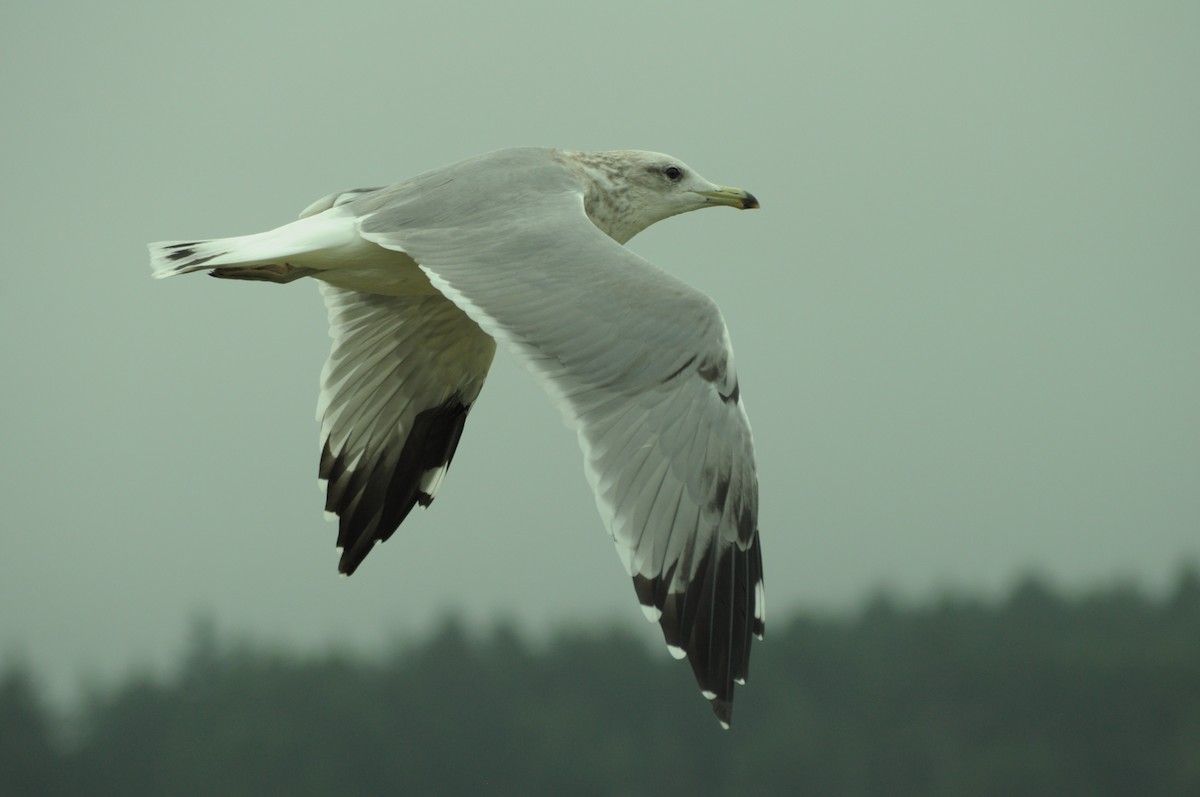 California Gull - ML641513694