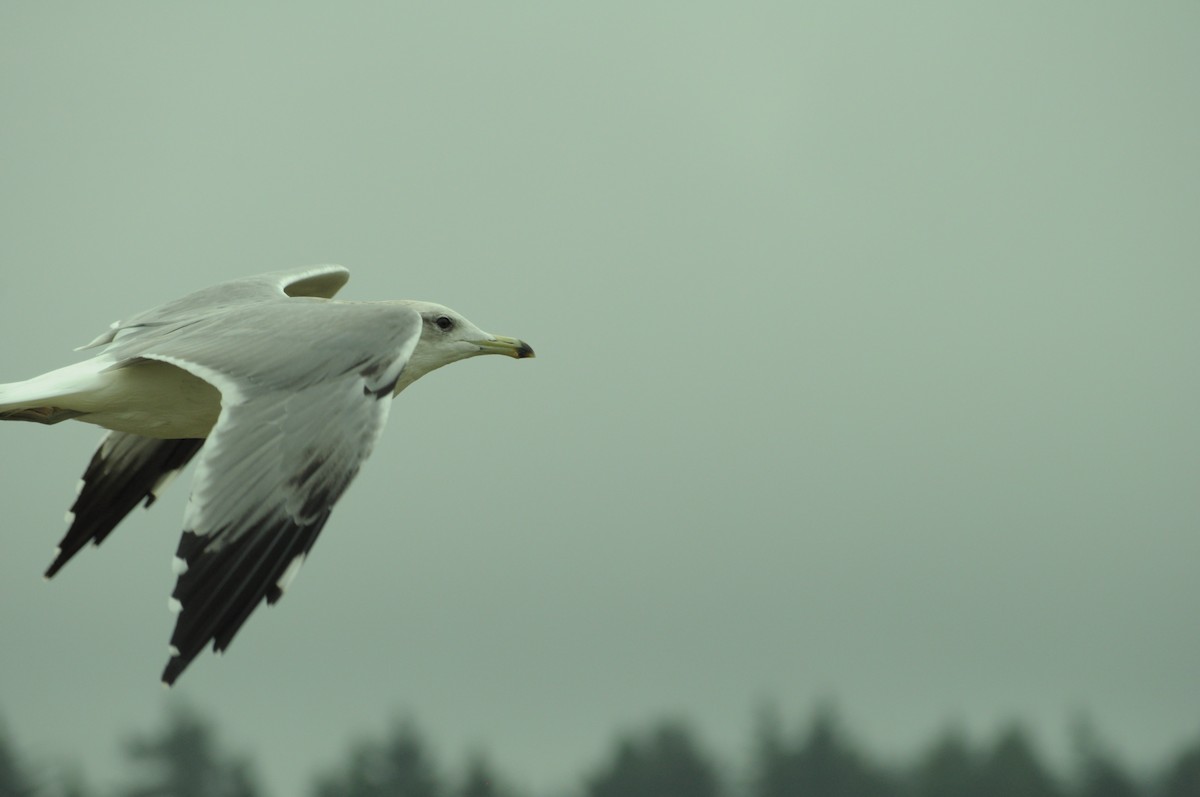 California Gull - ML641513695