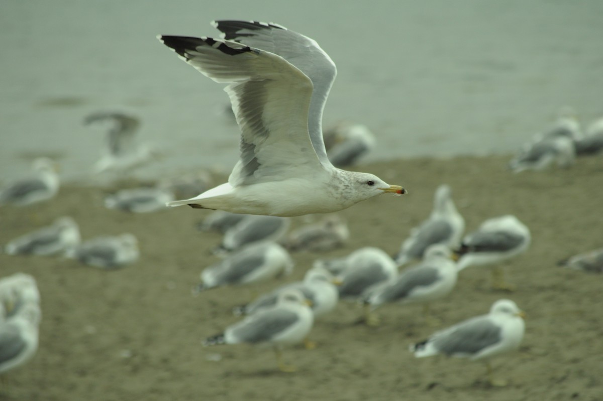 California Gull - ML641513696