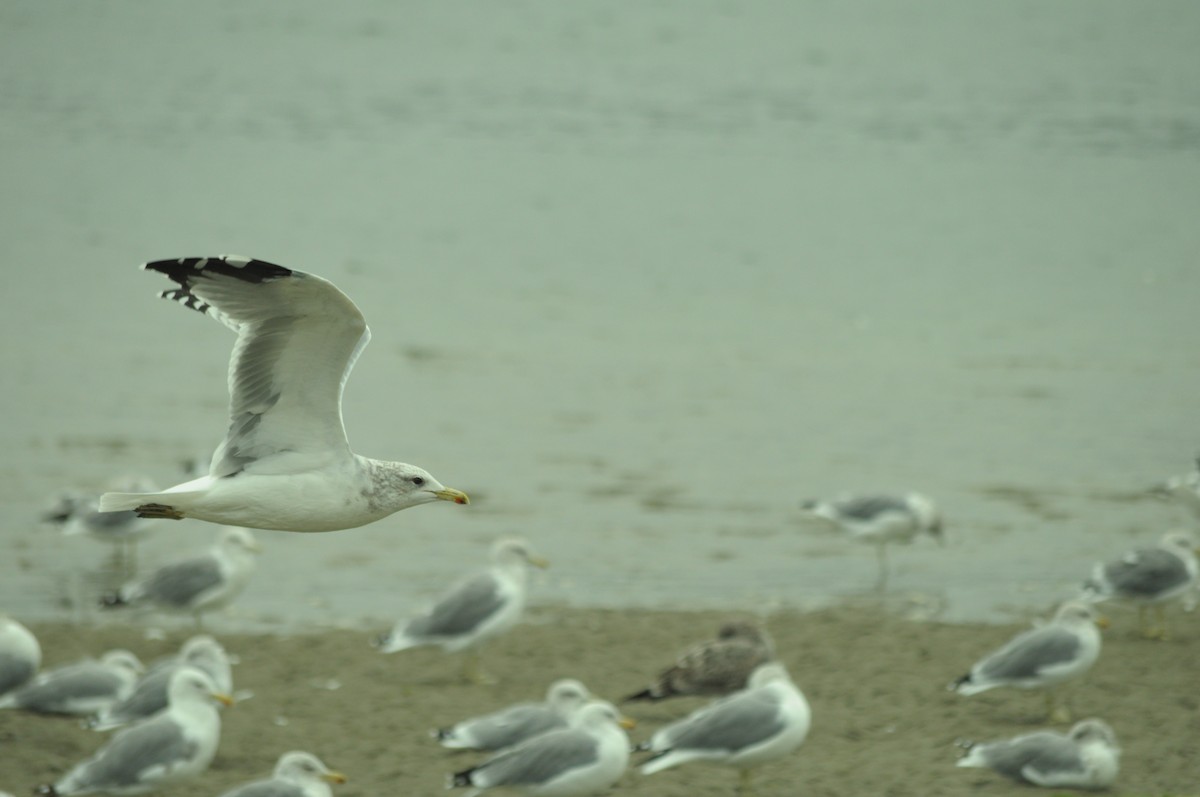 California Gull - ML641513697