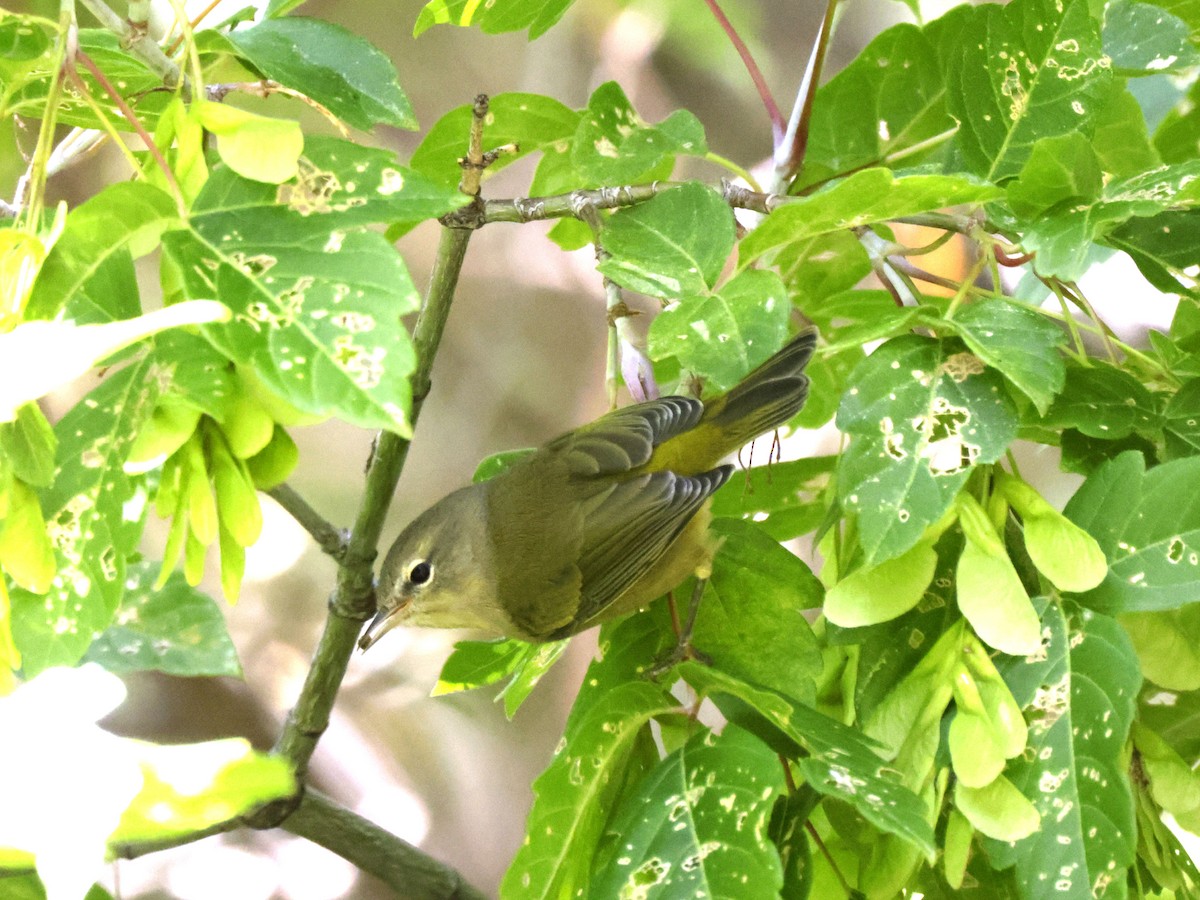 Orange-crowned Warbler - ML641513710