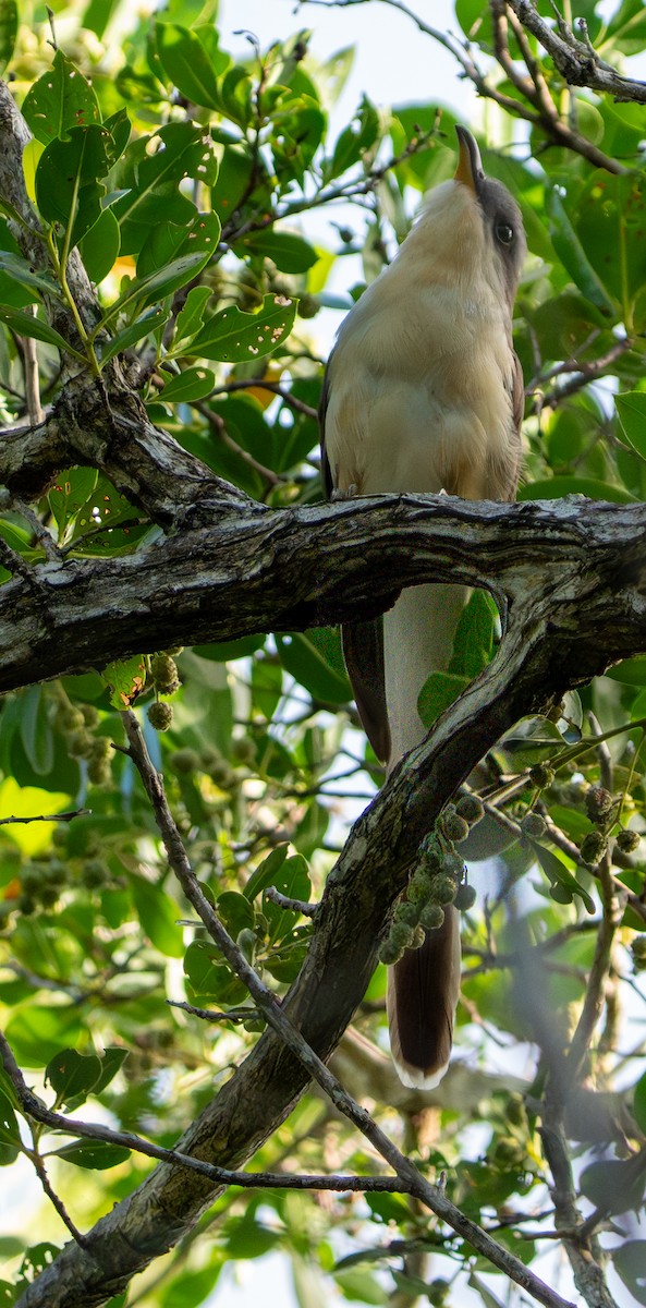 Mangrove Cuckoo - ML641513729