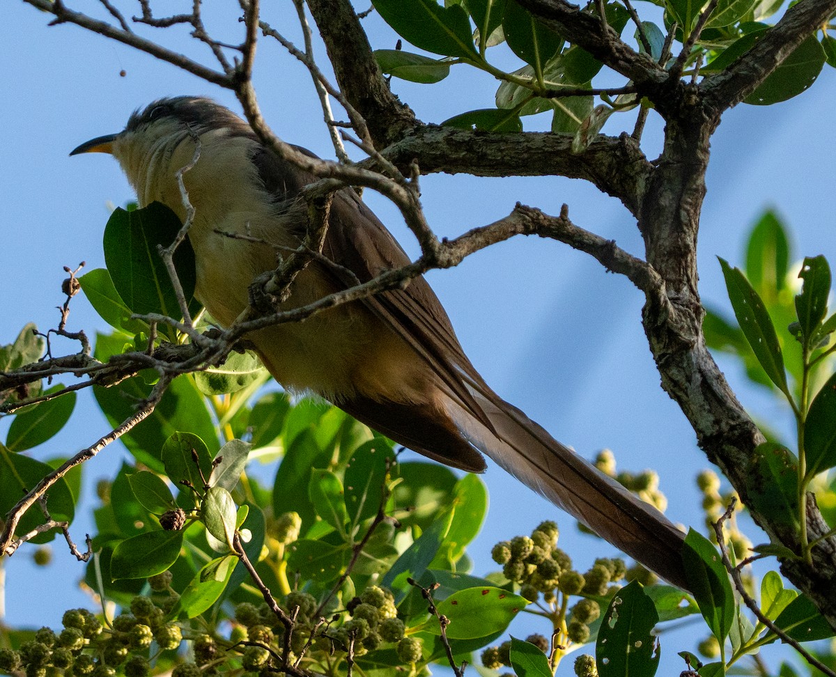 Mangrove Cuckoo - ML641513730