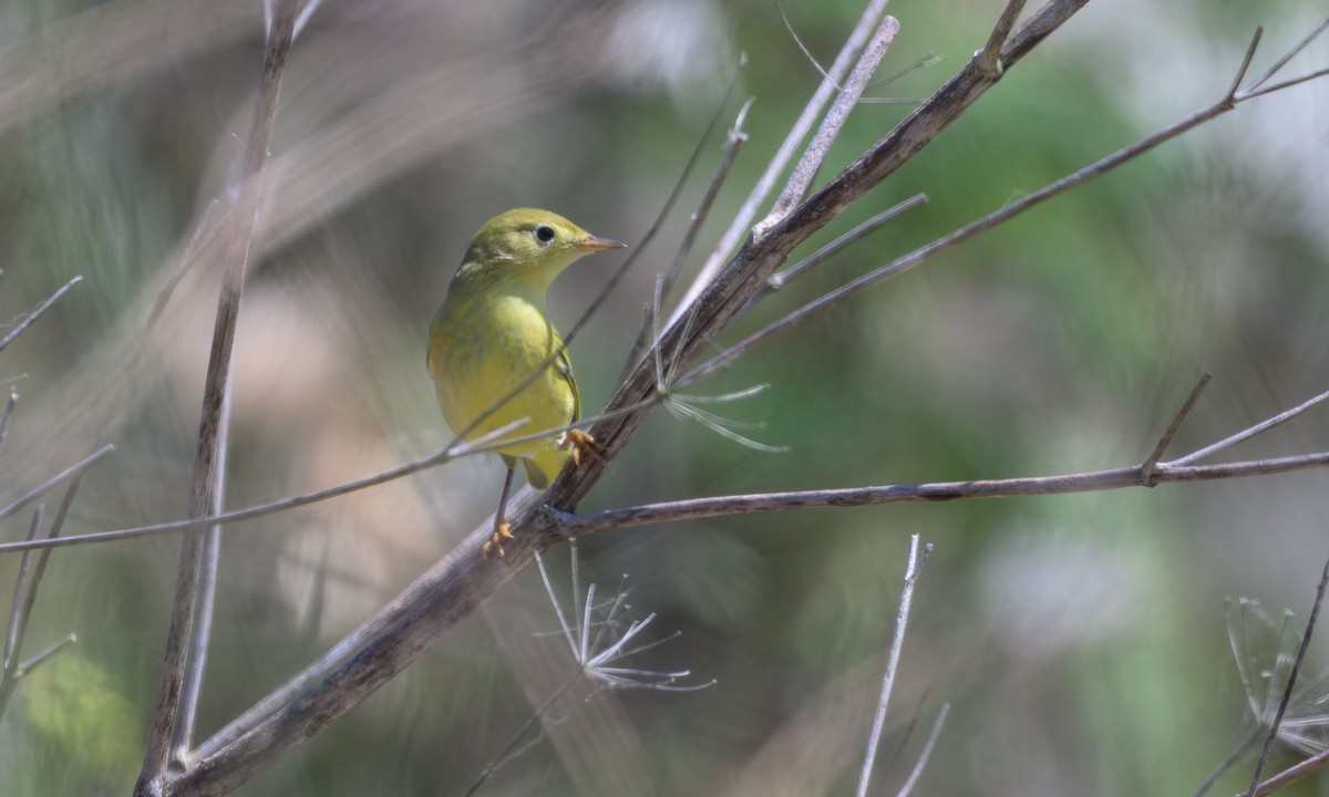 gulparula - ML641513743