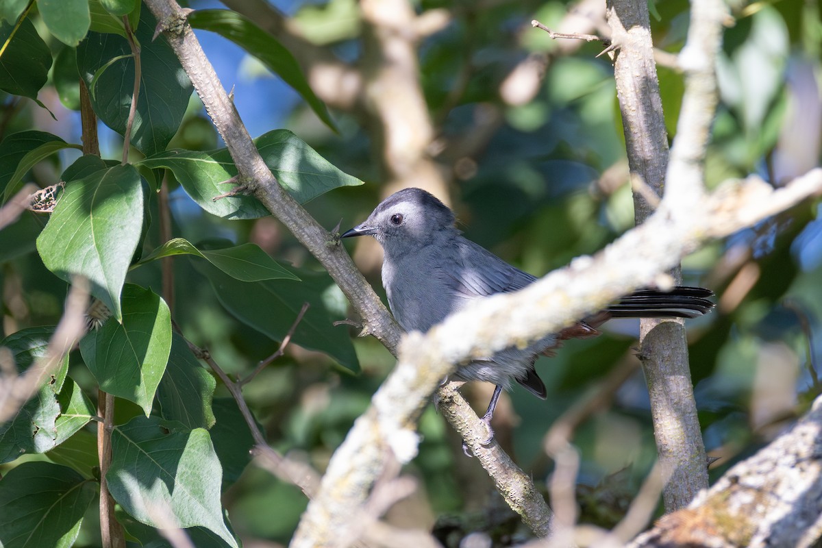 Gray Catbird - ML641513777