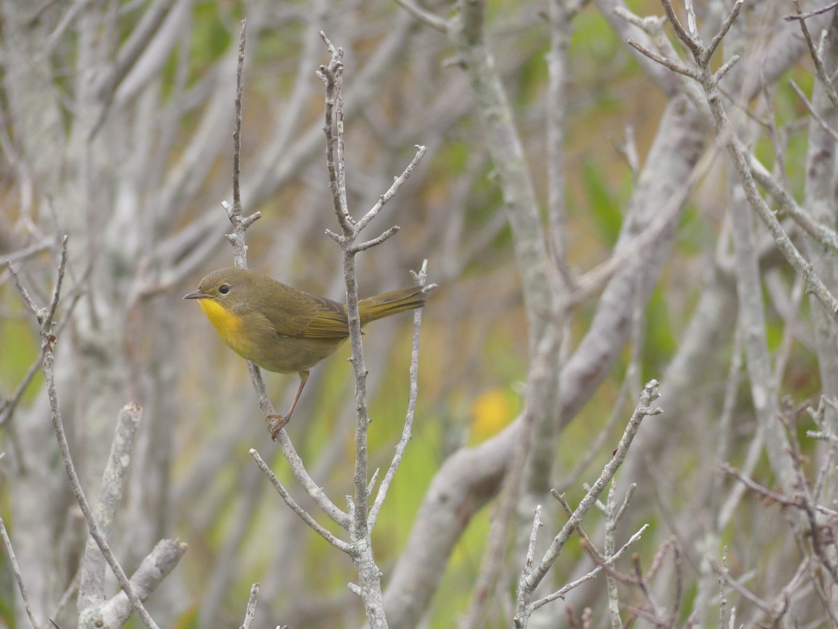 Common Yellowthroat - ML641513786