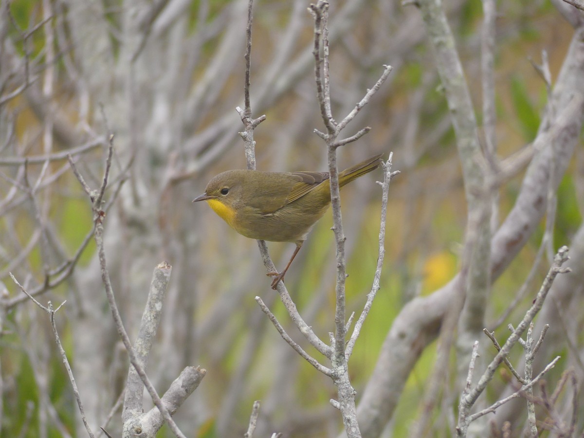 Common Yellowthroat - ML641513787