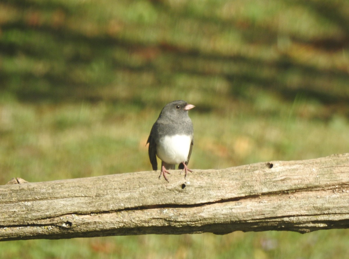 Dark-eyed Junco - ML641513795