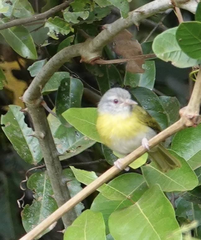 Ashy-headed Greenlet - ML641513799