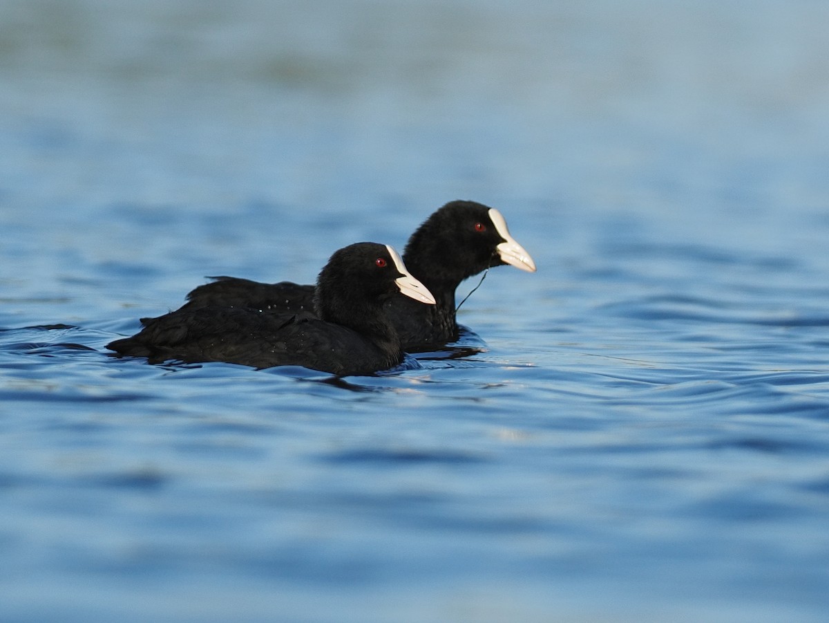 Eurasian Coot - ML641513804