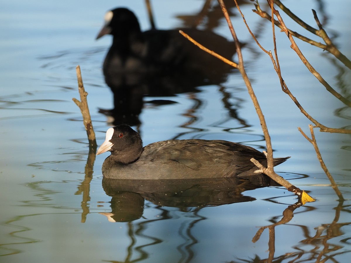 Eurasian Coot - ML641513806