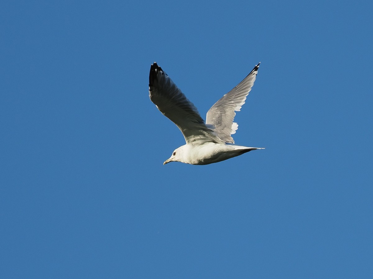 European Herring Gull - ML641513811