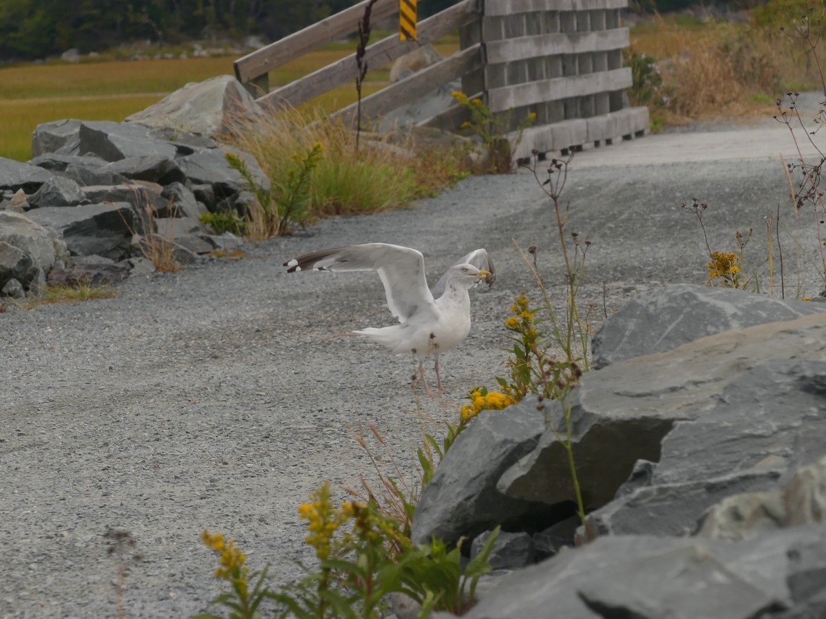 American Herring Gull - ML641513816