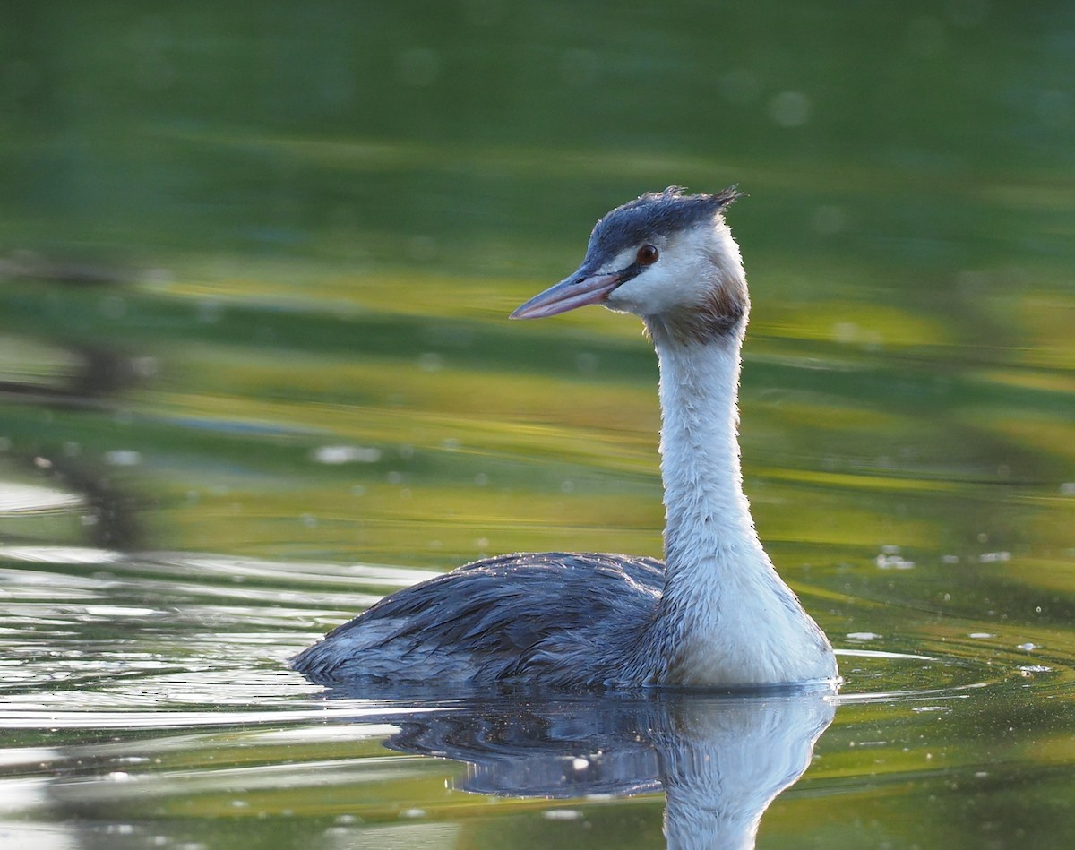 Great Crested Grebe - ML641513821
