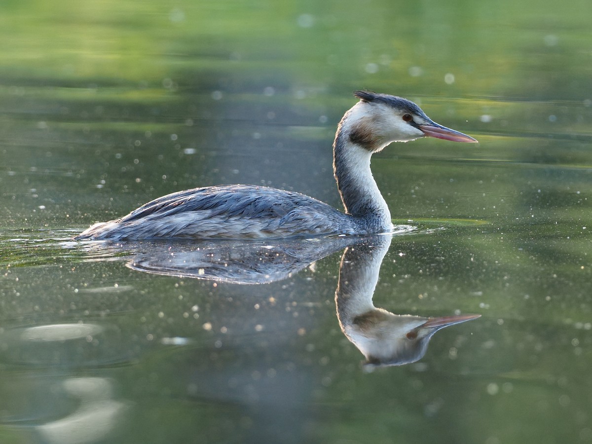 Great Crested Grebe - ML641513822