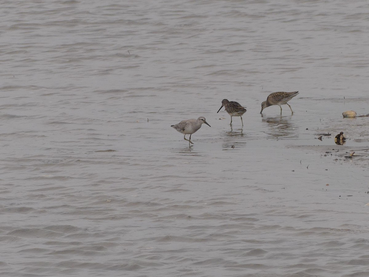 Red Knot - ML641513839