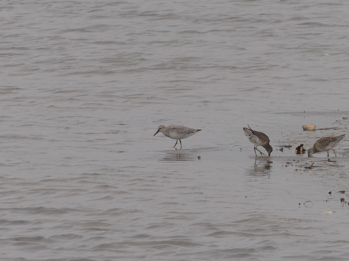 Red Knot - ML641513840