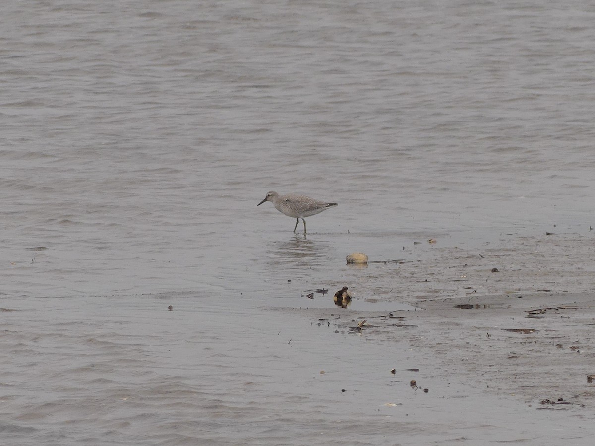 Red Knot - ML641513841