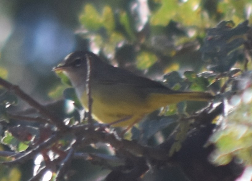 MacGillivray's Warbler - ML641513847
