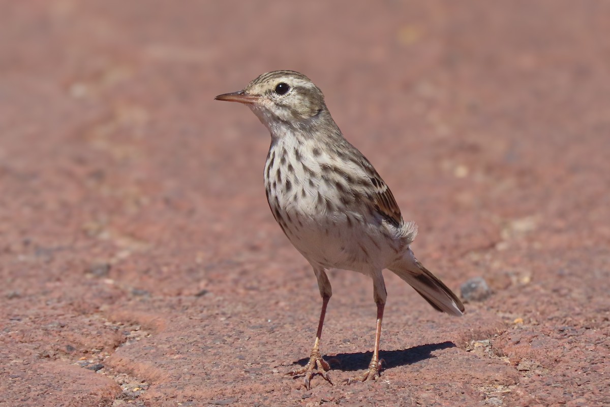 linduška kanárská - ML641513860