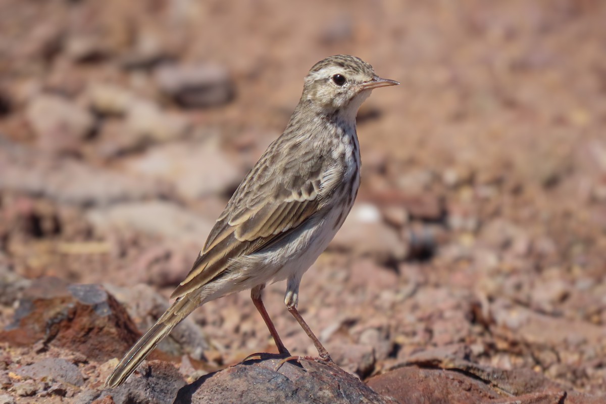 linduška kanárská - ML641513862