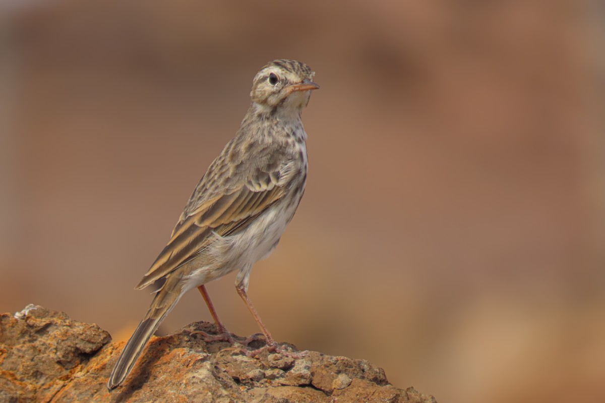 linduška kanárská - ML641513863