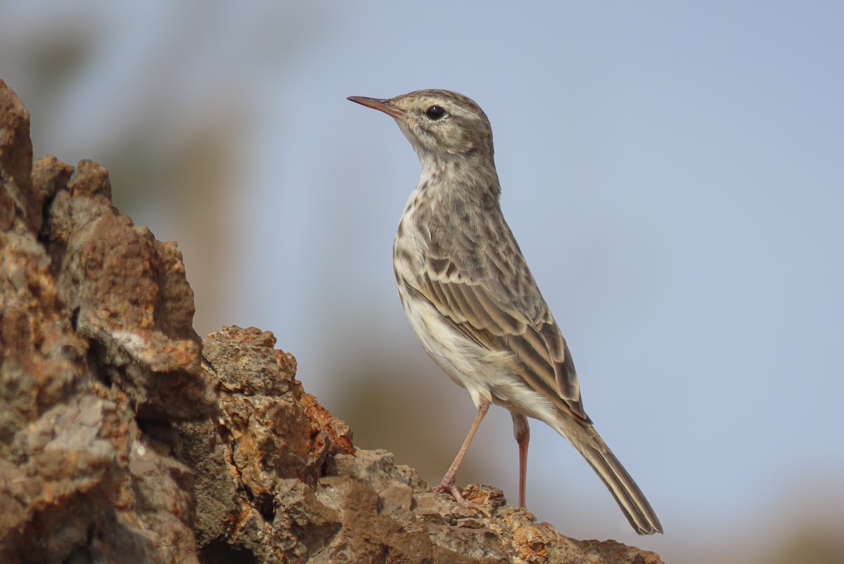 linduška kanárská - ML641513864