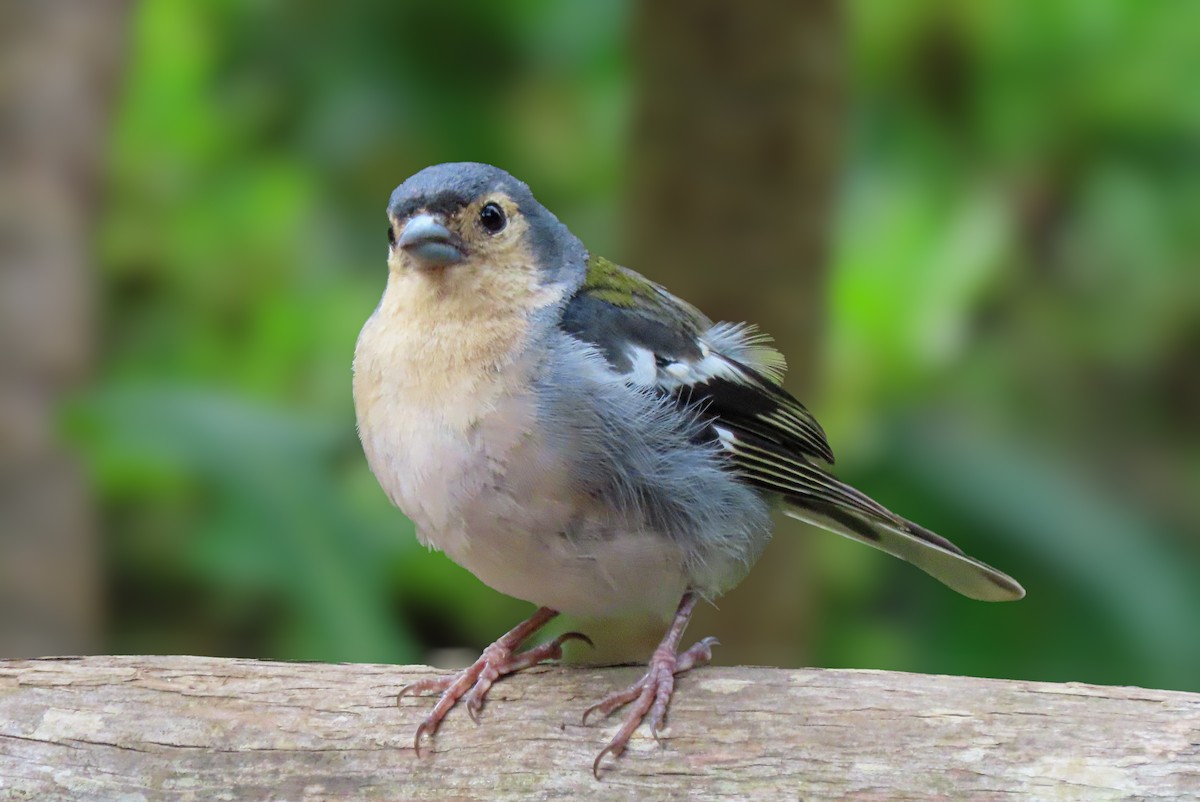 pěnkava madeirská - ML641513921