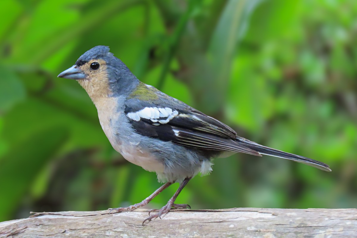 pěnkava madeirská - ML641513922