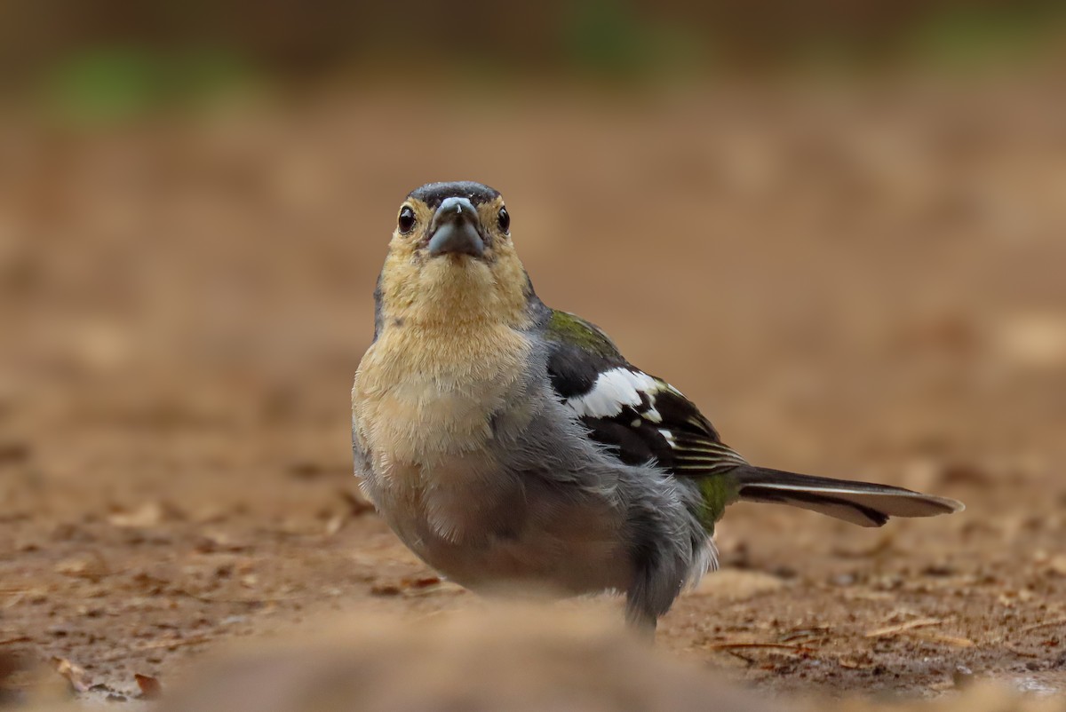 pěnkava madeirská - ML641513923